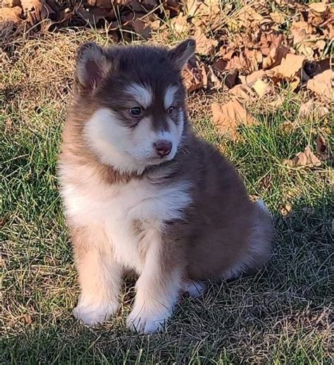 how much is alaskan malamute puppy in philippines|How Much Is Alaskan Malamute In The Philippines.